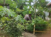 Bhabinkamtibmas Gerung Dukung Ketahanan Pangan Lewat Pekarangan Warga
