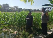 Bhabinkamtibmas Gerung Selatan Dorong Ketahanan Pangan Petani Jagung