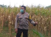 Bhabinkamtibmas Jagaraga Dukung Ketahanan Pangan di Dusun Beremi