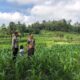 Bhabinkamtibmas Mareje Dukung Petani Jagung di Lembar