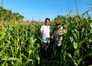 Bhabinkamtibmas Mareje Timur Dampingi Petani Jagung Tingkatkan Hasil Panen