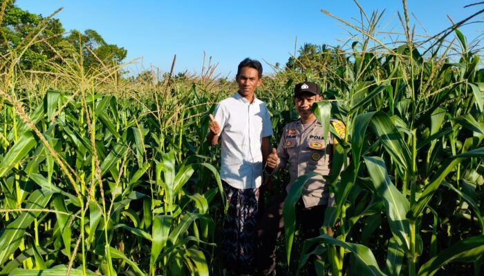 Bhabinkamtibmas Mareje Timur Dampingi Petani Jagung Tingkatkan Hasil Panen