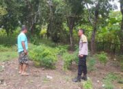 Polsek Sekotong Ajak Swasembada Cabai di Desa Batu Putih