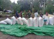 Babinsa Sekotong Jalin Komsos Bersama Petani Jagung Batu Putih