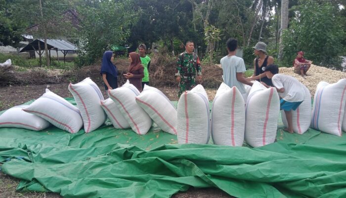Babinsa Sekotong Jalin Komsos Bersama Petani Jagung Batu Putih