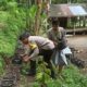Membangun Ketahanan Pangan dari Pekarangan Rumah, Kisah Inspiratif dari Desa Batulayar (1)