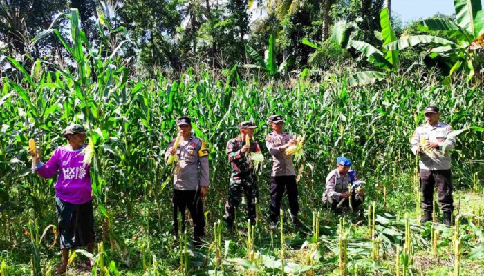Panen Raya Jagung di Lombok Barat, Wujud Sinergi TNI-Polri dan Petani