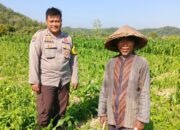 Bhabinkamtibmas Dukung Ketahanan Pangan di Desa Jembatan Gantung