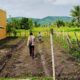 Polri Aktif di Ladang Petani Kediri, Dorong Kesejahteraan dan Ketahanan Pangan