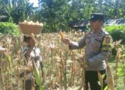 Bhabinkamtibmas di Sekotong Dukung Panen Jagung Warga Dusun Gelumpang