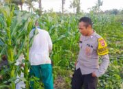 Bhabinkamtibmas Dukung Ketahanan Pangan di Kuripan Utara