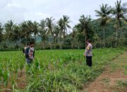 Bhabinkamtibmas di Gerung Dukung Petani Jagung di Giri Tembesi