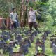 Sinergi Polri dan Warga Batulayar untuk Pekarangan Bergizi
