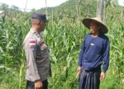 Bhabinkamtibmas Sekotong Dukung Petani Jagung Wujudkan Ketahanan Pangan