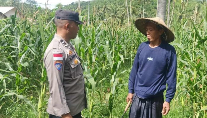 Bhabinkamtibmas Sekotong Dukung Petani Jagung Wujudkan Ketahanan Pangan