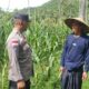 Bhabinkamtibmas Sekotong Dukung Petani Jagung Wujudkan Ketahanan Pangan
