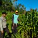 pertanian, polisi, jagung, Mareje, Lembar, pangan, petani, desa, keamanan, panen