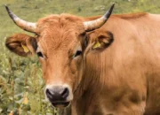 Polres Bima Kota Siapkan 13 Ekor Sapi Kurban pada Idul Adha 2025