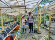 Bhabinkamtibmas Desa Bajur Dorong Ketahanan Pangan Lewat Pemanfaatan Pekarangan