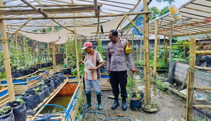 Bhabinkamtibmas Desa Bajur Dorong Ketahanan Pangan Lewat Pemanfaatan Pekarangan