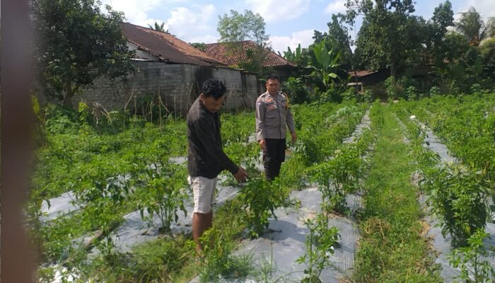 Bhabinkamtibmas Jagaraga Dorong Pemanfaatan Pekarangan untuk Ketahanan Pangan Keluarga
