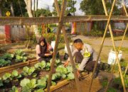 Sinergi Polri dan KWT Pemangket Wujudkan Ketahanan Pangan di Kuripan Utara