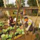 KWT Dusun Pemangket Ubah Pekarangan Jadi Kebun Sayur Produktif di Kuripan Utara