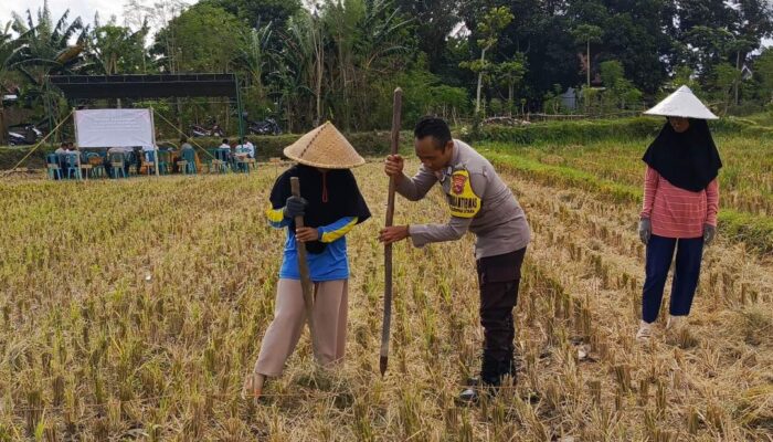 Polsek Kuripan Dukung Petani Jagung Kuripan Utara Tingkatkan Ketahanan Pangan
