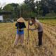 Ketahanan Pangan Dimulai dari Desa, Polsek Kuripan Dampingi Petani Jagung di Iting Langgem