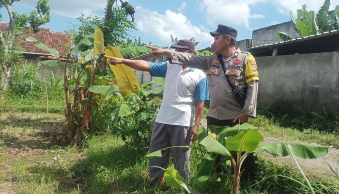 Dusun Dawung Gerakkan Swasembada Pangan dari Pekarangan Rumah