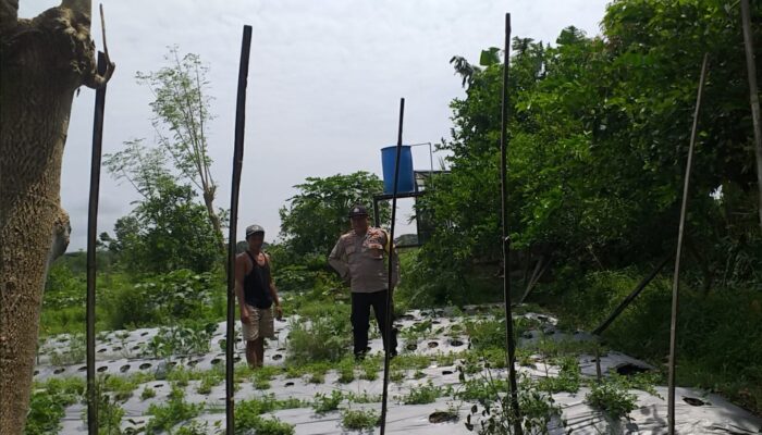Bhabinkamtibmas Desa Jagaraga Dorong Warga Kuripan Wujudkan Ketahanan Pangan Keluarga