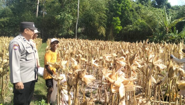 Panen Jagung Sukses di Gerung Selatan, Sinergi Polri dan Petani Berbuah Hasil