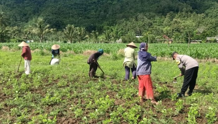 Pemanfaatan Pekarangan Dorong Ketahanan Pangan di Desa Kuripan