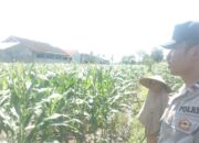 Bhabinkamtibmas Labuapi Dukung Petani Optimalkan Lahan Kosong untuk Tanam Jagung