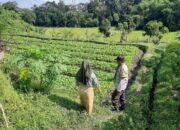 Bhabinkamtibmas Dorong Ketahanan Pangan di Dusun Nyiur Gasing, Lombok Barat