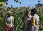 Bhabinkamtibmas Banyumulek Kawal Ketahanan Pangan Lewat Budidaya Jagung