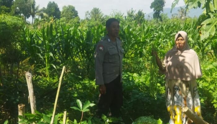 Bhabinkamtibmas Desa Kediri Dorong Ketahanan Pangan Bersama Petani Karang Kuripan
