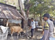 Bhabinkamtibmas Polres Bima Kota Dampingi Petugas Dinas Pertanian Laksanakan Vaksinasi Ternak di Kelurahan Jatibaru Timur