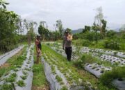 Optimalisasi Pekarangan Warga di Jagaraga, Polsek Kuripan Dukung Ketahanan Pangan