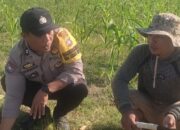 Bhabinkamtibmas Karang Bongkot Dukung Petani Jagung Manis Eksotik Lombok Barat