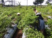 Polsek Kuripan Dampingi Petani Cabai di Kuripan Utara Wujudkan Ketahanan Pangan