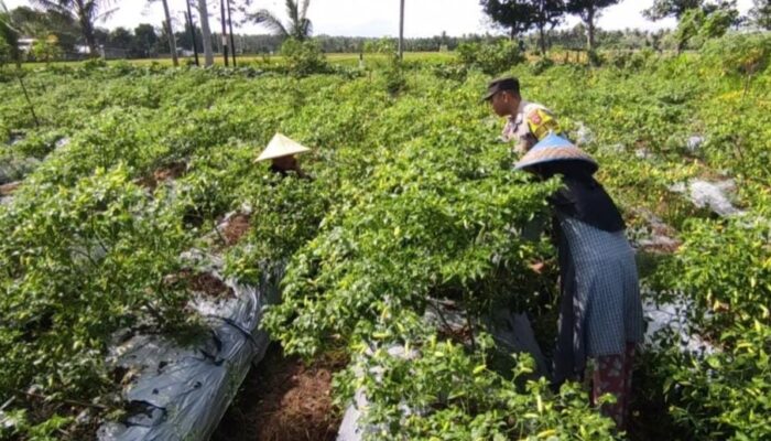 Polsek Kuripan Dampingi Petani Cabai di Kuripan Utara Wujudkan Ketahanan Pangan