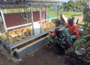 Babinsa Dukung Safiudin Kembangkan UMKM Peternakan Bebek Langko