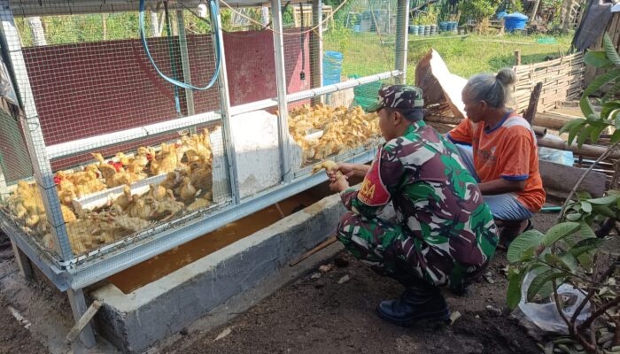 Babinsa Dukung Safiudin Kembangkan UMKM Peternakan Bebek Langko