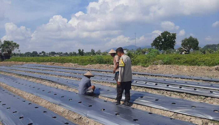 Polsek Kediri Dorong Warga Montong Are Tanam Cabai untuk Ketahanan Pangan