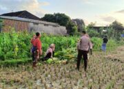 Polsek Kuripan Dampingi Petani Panen Jagung di Dusun Kumbung Barat