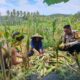 Polisi Sambangi Petani Jagung di Eyat Mayang Lembar, Dorong Ketahanan Pangan Lokal