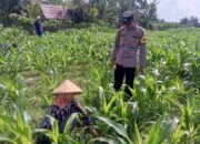 Kolaborasi Polisi dan Petani di Dusun Due Pelet, Wujudkan Kemandirian Pangan Lokal