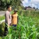 Kepolisian Kediri Bina Petani Jagung Gelogor, Perkuat Ekonomi dan Pangan Lokal