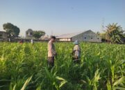 Bhabinkamtibmas Desa Kuranji Dorong Warga Manfaatkan Lahan Kosong untuk Ketahanan Pangan
